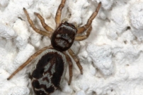 Une Saltique (Araneae - Salticidae - Icius subinermis)